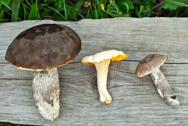 Canterelle Dorate Cantharellus Cibarius Betulla Bruna Bolete Leccinum Scabrum Boletus — Foto Stock