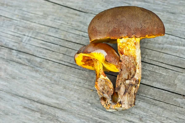 Μανιτάρι Boletus Erythropus Ξύλινη Σανίδα Ωμά Μανιτάρια Παλιό Φόντο Αντιγραφή — Φωτογραφία Αρχείου