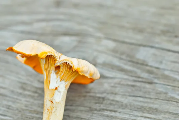 Fungo Cantarello Oro Cantharellus Cibarius Tavola Legno Funghi Crudi Vecchio — Foto Stock