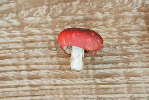 Russula Emetica Gomba Egy Deszkán Nyers Gomba Régi Deszkás Háttérrel — Stock Fotó