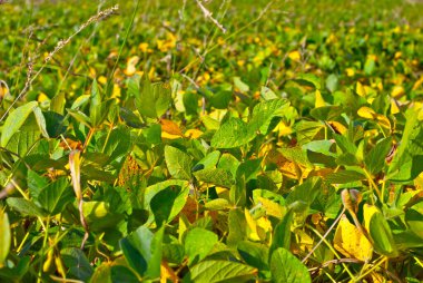 Yabani soya fasulyesi tarlada yetişir. Soya fasulyesi dokusu yakın plan..