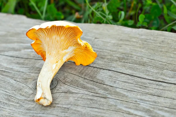 Fungo Cantarello Oro Cantharellus Cibarius Tavola Legno Funghi Crudi Vecchio — Foto Stock