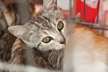 Gri çizgili kedi yavrusu yeni sahibinin hayvan barınağından alınmasını bekliyor. Kedi kafeste dinleniyor..