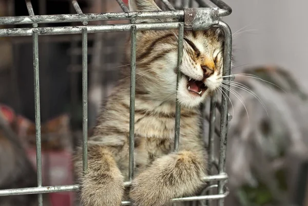 Pisica Gri Dungi Așteaptă Noul Său Stăpân Fie Luat Adăpostul — Fotografie, imagine de stoc