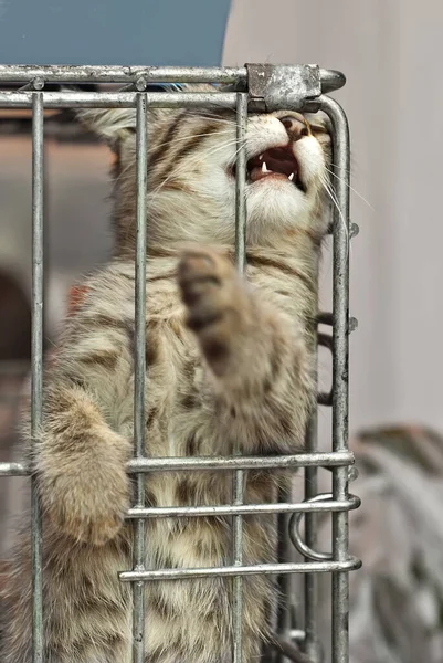 灰色の縞模様の子猫は 彼の新しいマスターが動物保護施設から取られるのを待っています 猫は檻の中で休んでいる — ストック写真