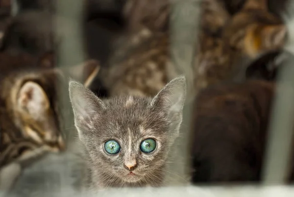 Gri Çizgili Kedi Yavrusu Yeni Sahibinin Hayvan Barınağından Alınmasını Bekliyor — Stok fotoğraf