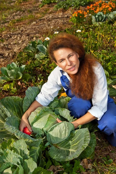 Жінка Блакитному Комбінезоні Збирає Овочі Саду Фермер Біля Великої Капусти — стокове фото