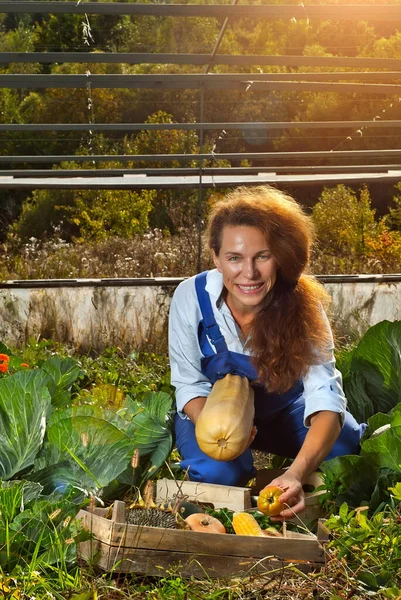 Жінка Блакитному Комбінезоні Збирає Овочі Саду — стокове фото