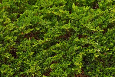 Beton duvarda çalı yaprakları var. Çitin dokusu yeşillikle kaplıydı..