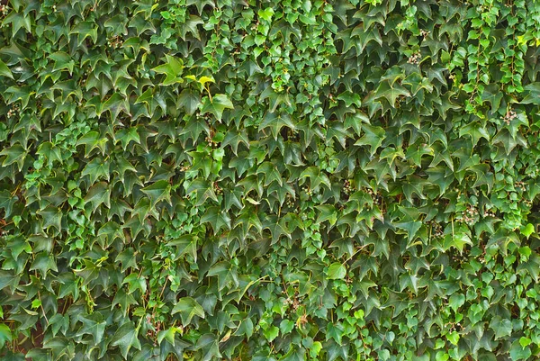Bokorlevelek Betonfalon Kerítés Zöldellő Textúrája — Stock Fotó
