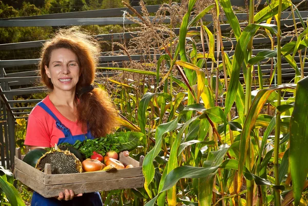 Una Donna Tuta Blu Raccoglie Verdure Giardino Cipolle Zucchine Girasoli — Foto Stock