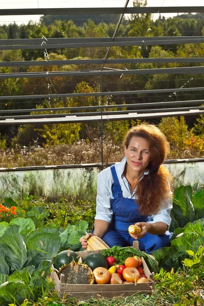 Egy Kék Overálos Zöldségeket Gyűjt Kertben Hagyma Cukkini Napraforgó Paradicsom — Stock Fotó