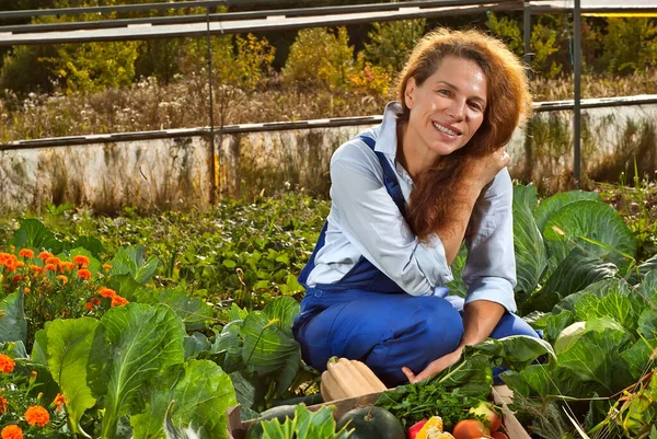 Жінка Блакитному Комбінезоні Збирає Овочі Саду — стокове фото