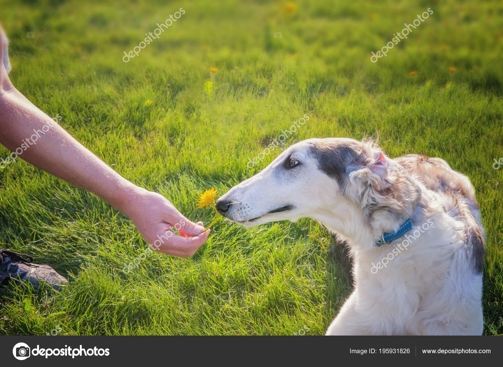 Gros Chien Blanc Race Lévrier Russe Avec Des Taches Brunes