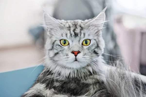 A beautiful fluffy gray thoroughbred cat Meinkun looks. Surprised animal.