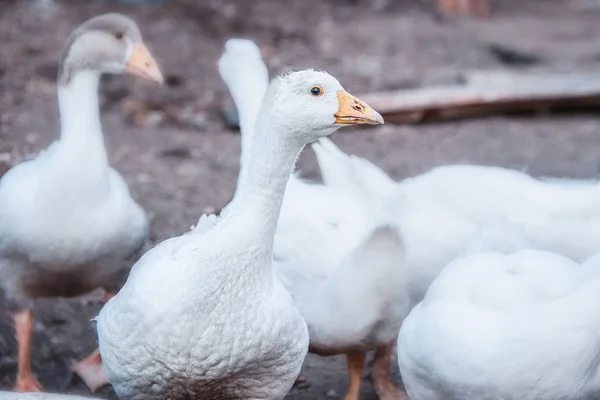 Bird breeding birds. Industrial farm with breeding geese. A flock of white geese grazing in the meadow. Close-up.