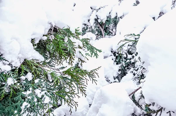 Winter Christmas scenic background with copy space. Snow landscape with trees covered with snow in the open air.