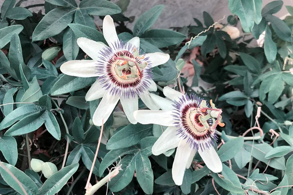 Passionflower varieties \'Lady Margaret\' - a flower in the rainforest.