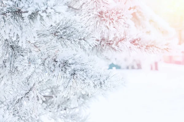 Winter Christmas scenic background with copy space. Snow landscape with trees covered with snow in the open air.