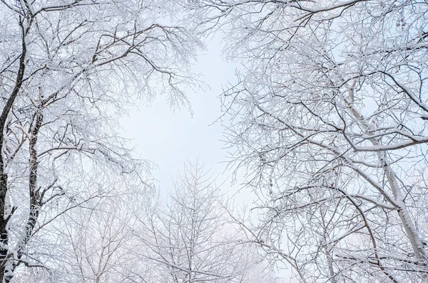 Winter Christmas scenic background with copy space. Snow landscape with trees covered with snow in the open air.