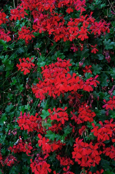 Geranium flowers on a stone wall for a beautiful floral background. Close-up — Stock Image Geranium flowers on a stone wall for a beautiful floral background. Close-up Stock Photo