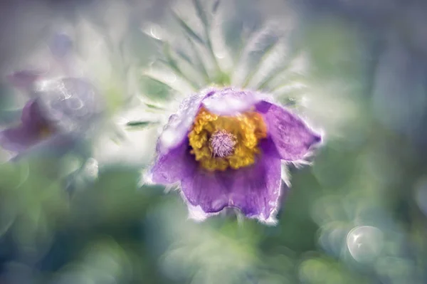 Beautiful purple fluffy flower Oriental Pulsatilla patens pasqueflower in early spring.