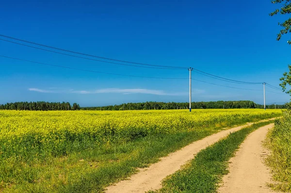 Rapeseed field and field road against the sky with clouds on a Sunny summer day. Oil crops. Ripening crop