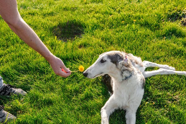 dog sniffs a dandelion. the owner gives the dog a flower. Play and train with your Pets while sitting at home.