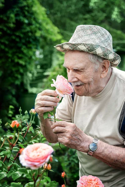 Portrait of a handsome elderly man of 87 years old, growing roses in his garden. Gardening and floriculture. elderly gardener sniffs a flower.