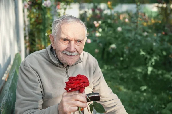 A handsome elderly man with a red rose is sitting on a bench. The old gardener is resting after working in the garden.
