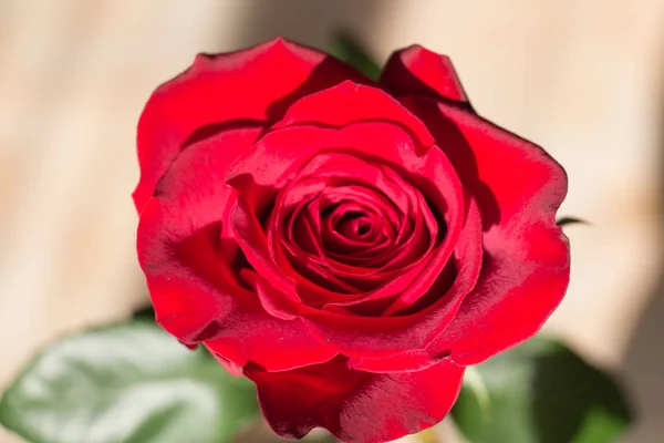 Nahaufnahme Einer Roten Rose Draufsicht Einer Rosenknospe — Stockfoto