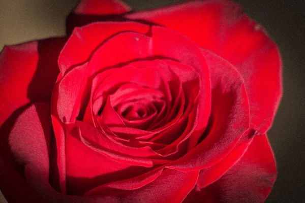 Vista Cerca Una Rosa Roja Apertura Brote Rosa Efecto Viñeta — Foto de Stock