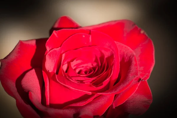 Vista Cercana Una Rosa Roja Apertura Capullo Efecto Viñeta — Foto de Stock