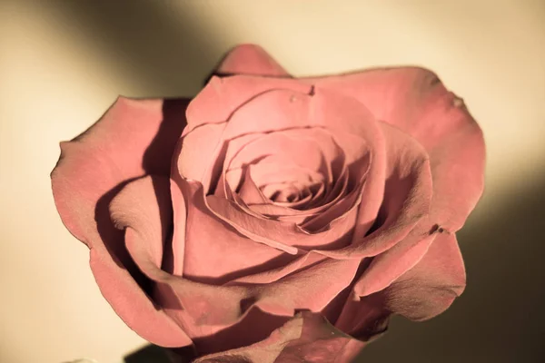 Vista Cerca Una Rosa Rosa Brote Apertura Efecto Foto Envejecido — Foto de Stock