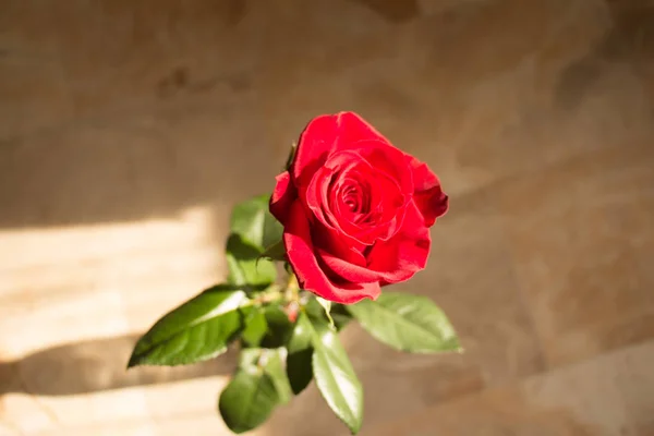 Vista Cerca Una Rosa Roja Vista Superior — Foto de Stock