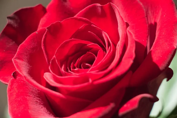 Nahaufnahme Einer Roten Rose Rosenblütenöffnung — Stockfoto