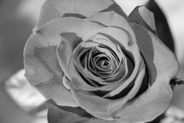 Vista Cercana Una Rosa Capullo Rosa Efecto Foto Blanco Negro — Foto de Stock