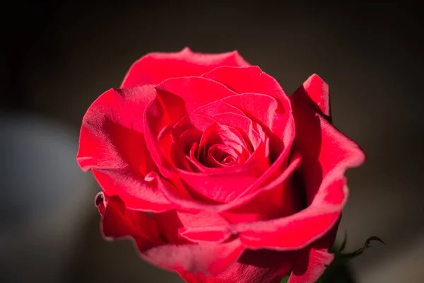 Vista Cerca Una Rosa Roja Vista Superior Capullo Rosa — Foto de Stock