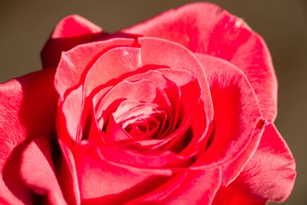 Vista Cerca Una Rosa Roja Apertura Brote Rosa — Foto de Stock