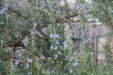 Dalları çiçek çiçeklenme biberiye görünümünü kapat.