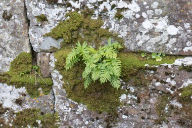 Fern bitkiler ve eski taş duvar çatlakları büyüyen moss görünümünü.