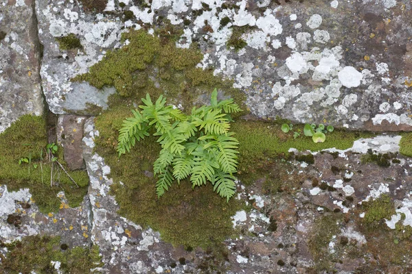 View Fern Plants Moss Growing Cracks Old Stone Wall — Stock Photo, Image