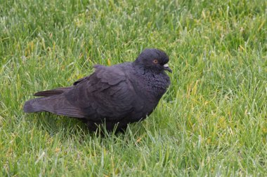 Yeşil çimenlerin üzerinde güvercin kadar bir siyah karıştırmaktan görünümü.