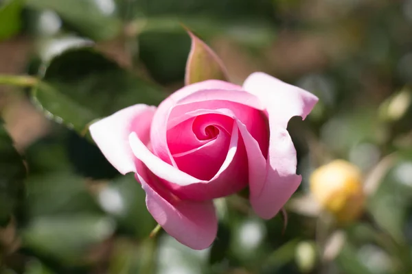 Close Van Een Roze Roos Top Uitzicht Een Rose Bud — Stockfoto