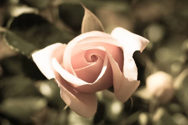 Close View Pink Rose Top View Rose Bud — Stock Photo, Image