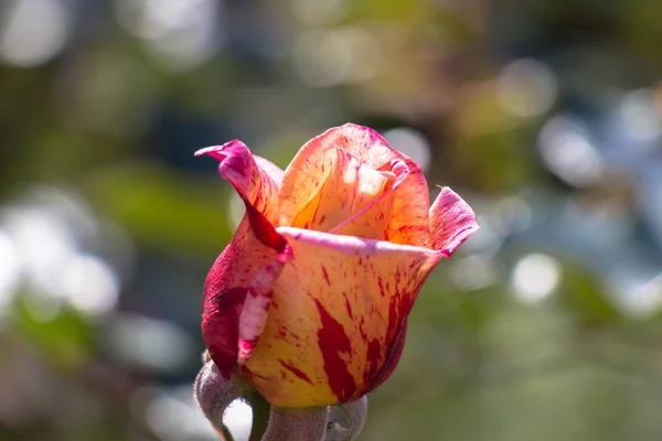 Nahaufnahme Einer Rosa Gelben Rose Seitenansicht Einer Blühenden Rosenknospe — Stockfoto