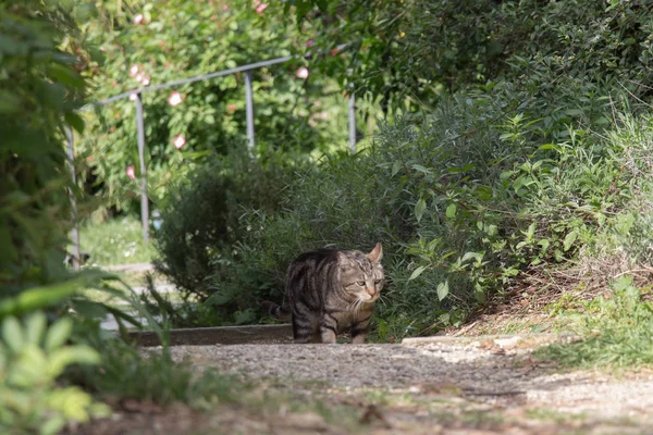 Θέα Της Μια Θλιβερή Γάτα Περπατώντας Στον Κήπο — Φωτογραφία Αρχείου