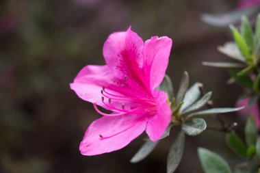 Bir pembe açelya çiçek görünümü kapatın.