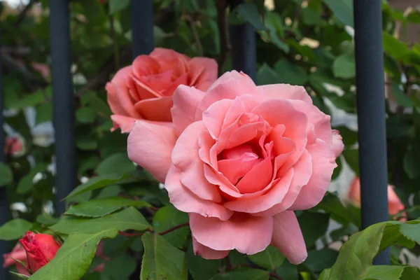 Zwei geöffnete Knospen rosa Rosen in einem Garten. — Stockfoto