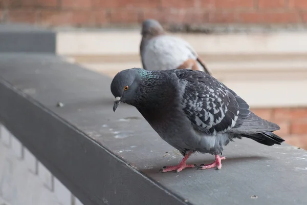 Close up view of a pigeon on a concrete beam. — Stock Photo, Image